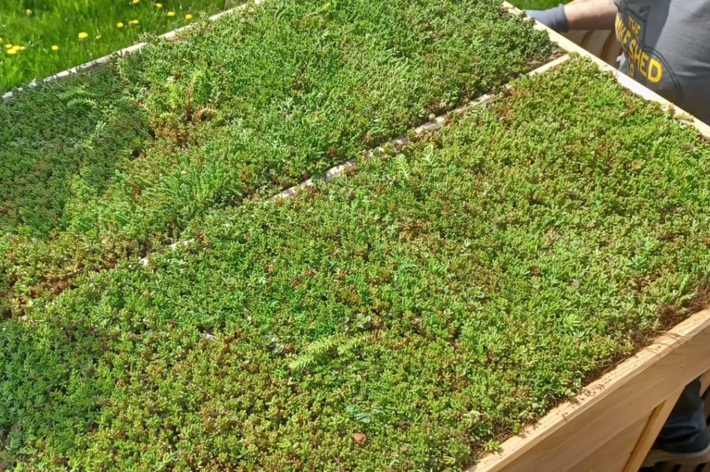 Green roof